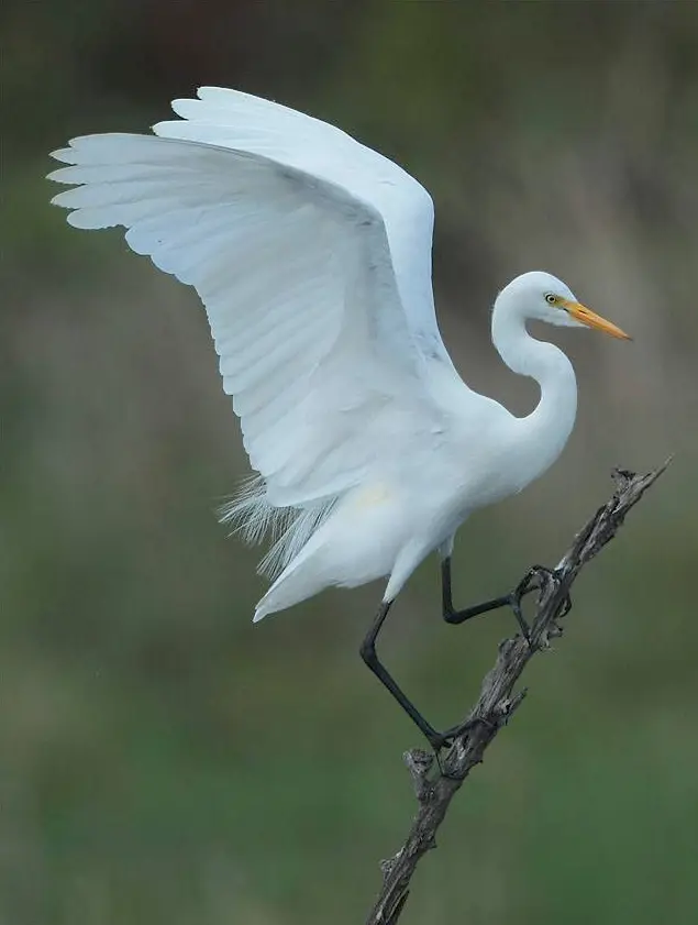 Yellow-billed Egret (Ardea brachyrhyncha) in Kruger National Park
