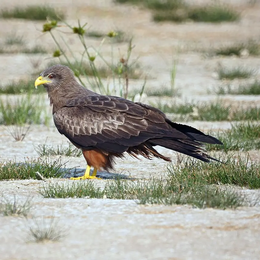Yellow-billed Kite (Milvus aegyptius) in Kruger National Park