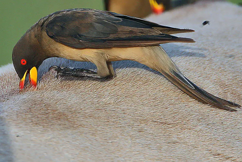 Yellow-billed Oxpecker (Buphagus africanus) in Kruger National Park