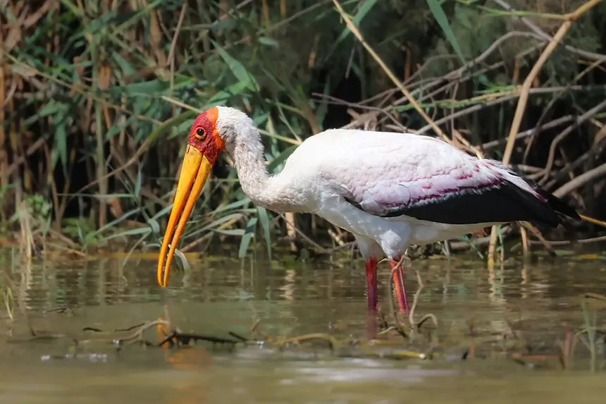 Yellow-billed Stork (Mycteria ibis) in Kruger National Park