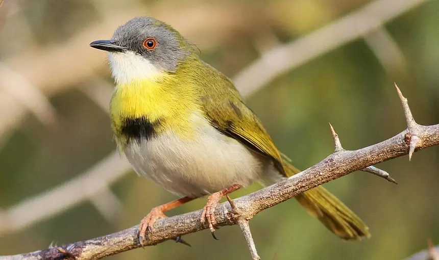 Yellow-breasted Apalis (Apalis flavida) in Kruger National Park