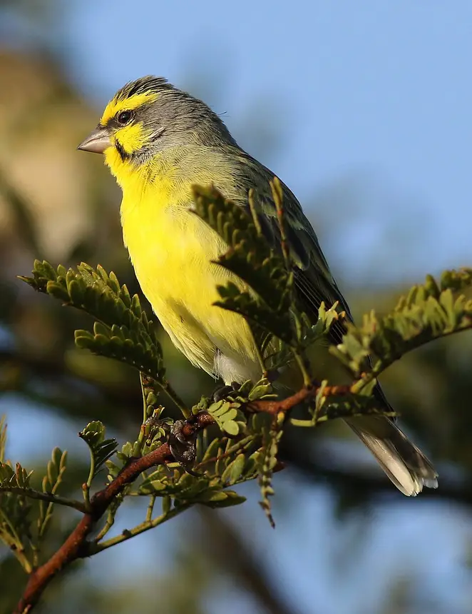Yellow-fronted Canary (Crithagra mozambica) in Kruger National Park