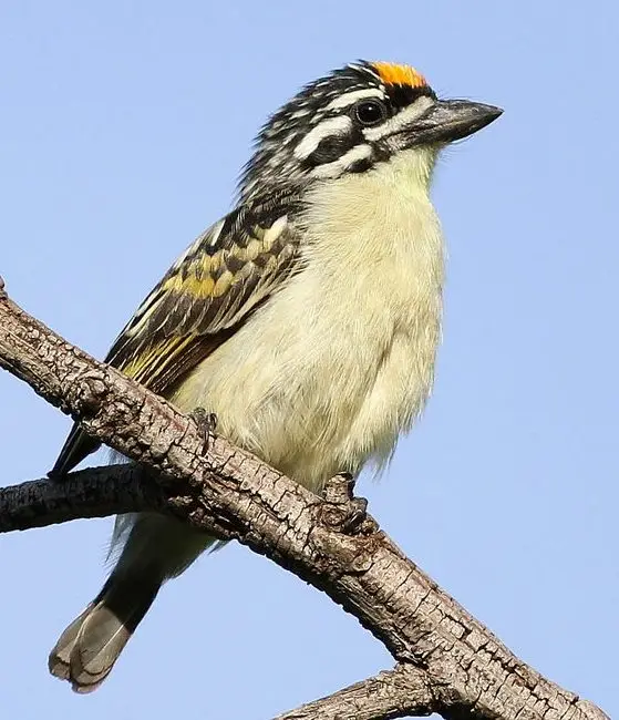 Yellow-fronted Tinkerbird (Pogoniulus chrysoconus) in Kruger National Park