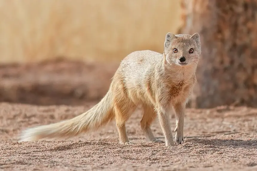 Yellow Mongoose (Cynictis penicillata) in Kruger National Park