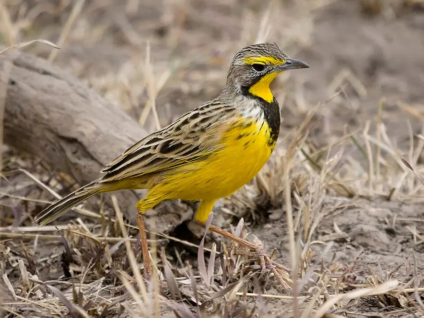 Yellow-throated Longclaw (Macronyx croceus) in Kruger National Park