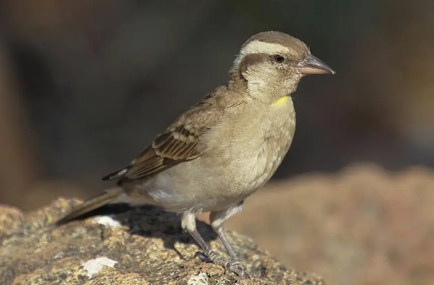 Yellow-throated Petronia (Gymnoris superciliaris) in Kruger National Park
