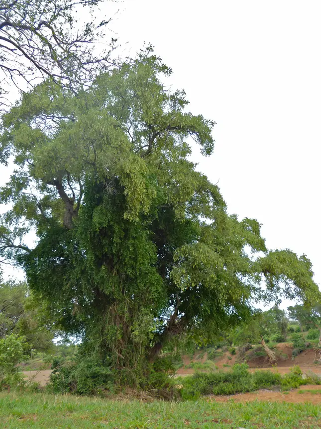 Apple-leaf (Rain Tree) (Philenoptera violacea) in Kruger National Park