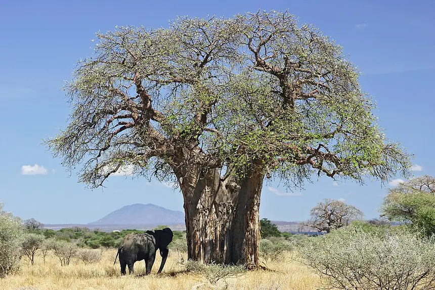 Baobab (Adansonia digitata) in Kruger National Park