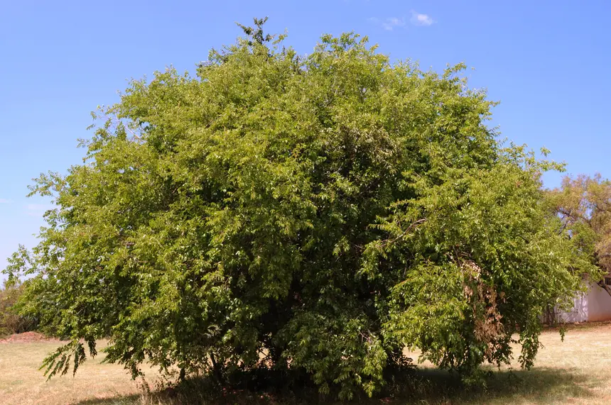 Buffalo Thorn (Ziziphus mucronata) in Kruger National Park