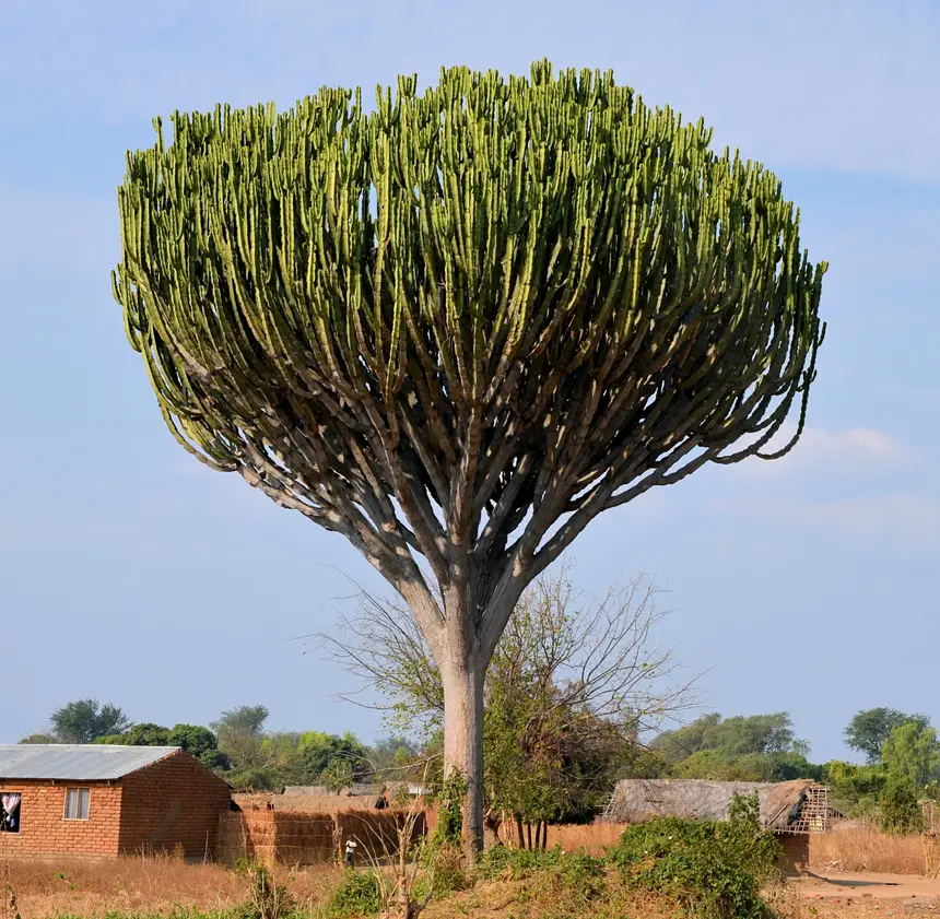 Candelabra Tree (Euphorbia ingens) in Kruger National Park