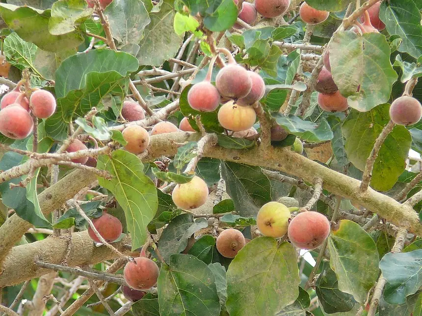 Common cluster fig (Ficus sur) in Kruger National Park