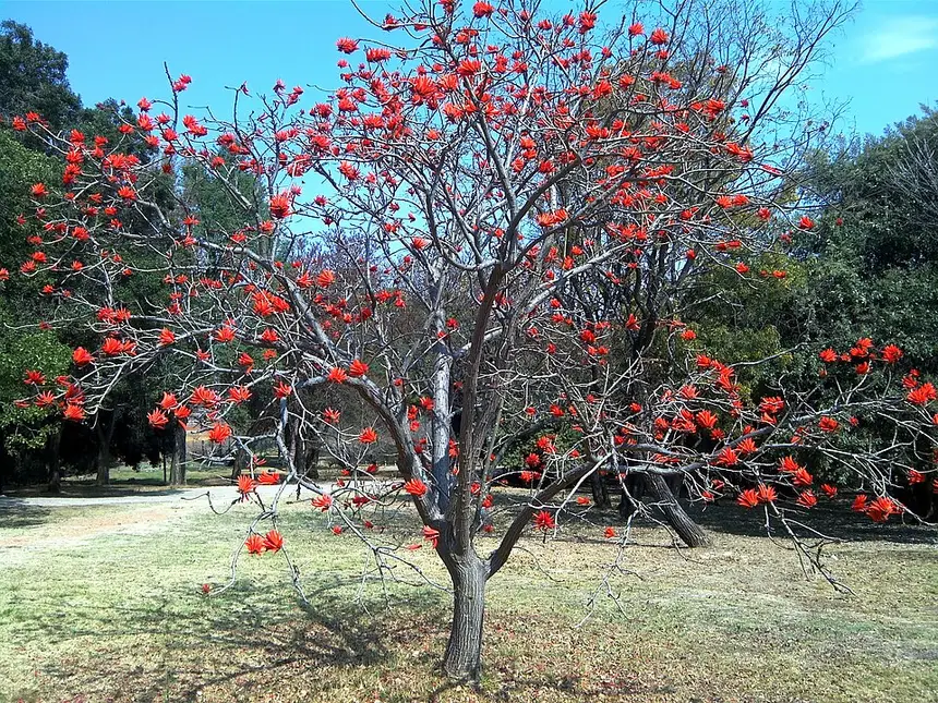 Common coral tree (Erythrina lysistemon) in Kruger National Park
