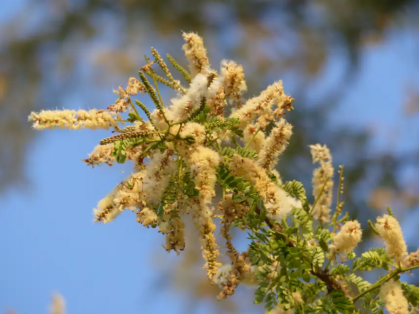 Delagoa thorn (Senegalia welwitschii subsp. delagoensis) in Kruger National Park