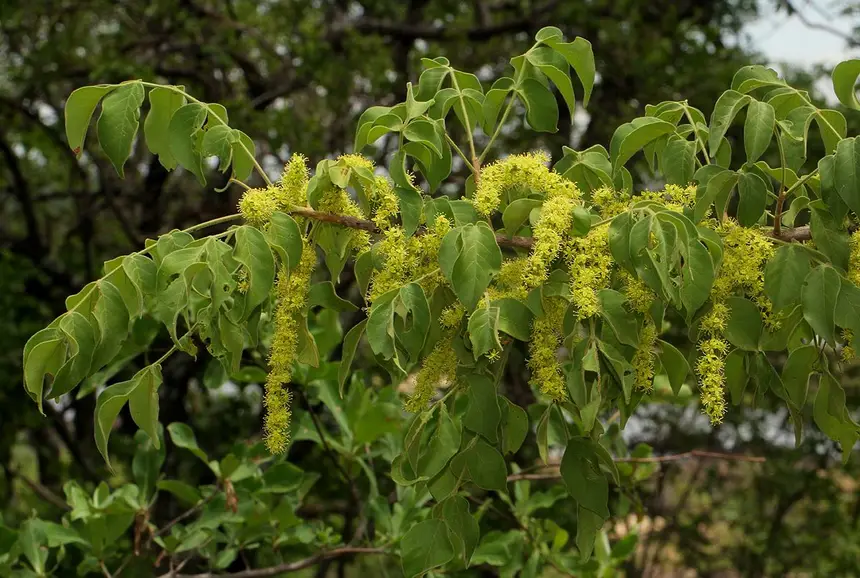 False Marula (Lannea schweinfurthii var. stuhlmannii) in Kruger National Park
