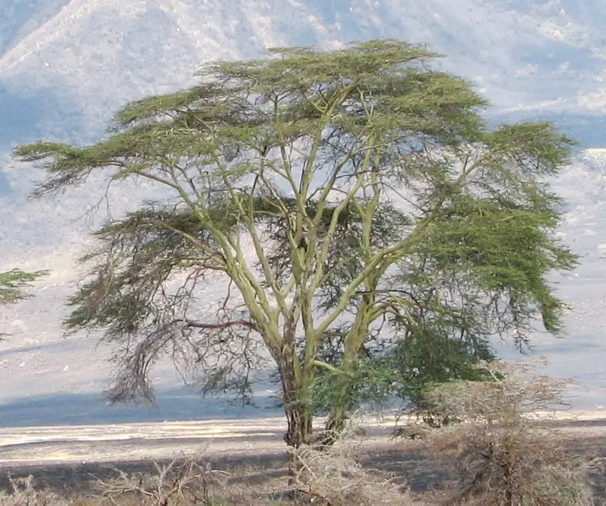 Fever tree (Vachellia xanthophloea) in Kruger National Park