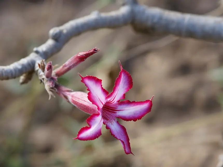Impala Lily (Adenium multiflorum) in Kruger National Park