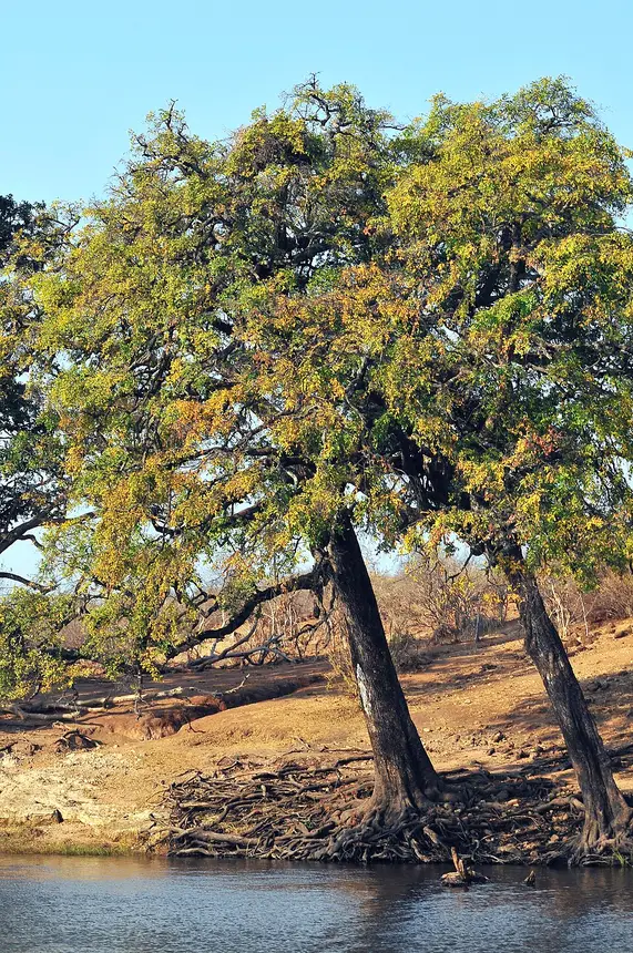 Jackalberry (Diospyros mespiliformis) in Kruger National Park