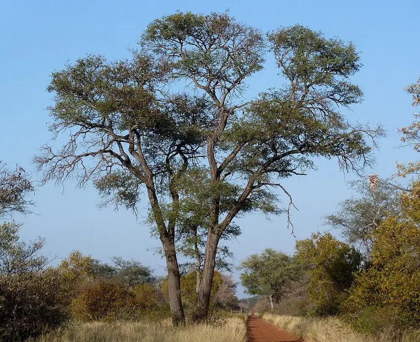Knob-thorn (Senegalia nigrescens) in Kruger National Park
