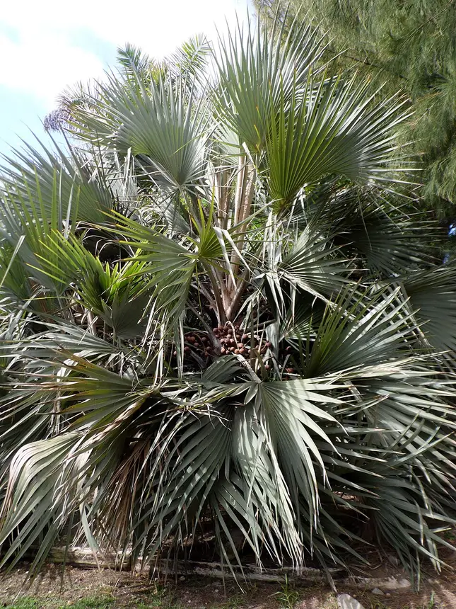 Lala palm (Hyphaene petersiana) in Kruger National Park