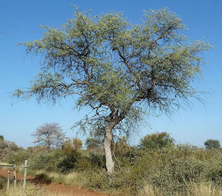 Leadwood (Combretum imberbe) in Kruger National Park