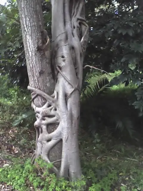 Lowveld fig (Ficus stuhlmannii) in Kruger National Park