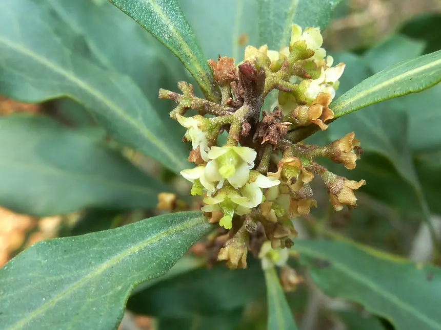 Magic Guarri (Euclea divinorum) in Kruger National Park