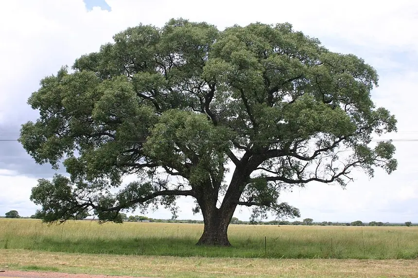 Marula (Sclerocarya birrea) in Kruger National Park