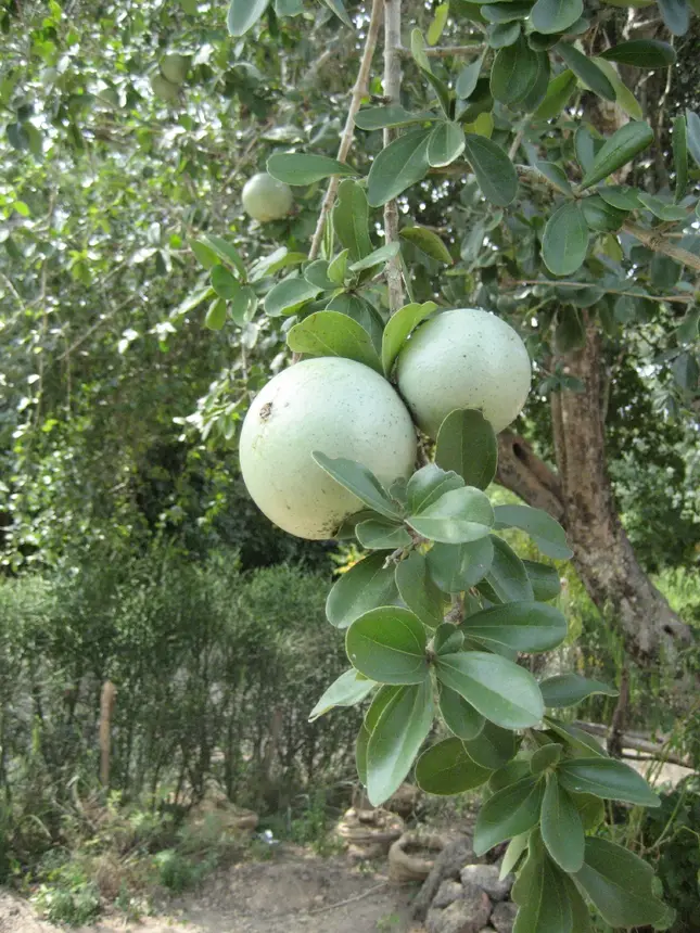 Green monkey orange (Strychnos spinosa) in Kruger National Park