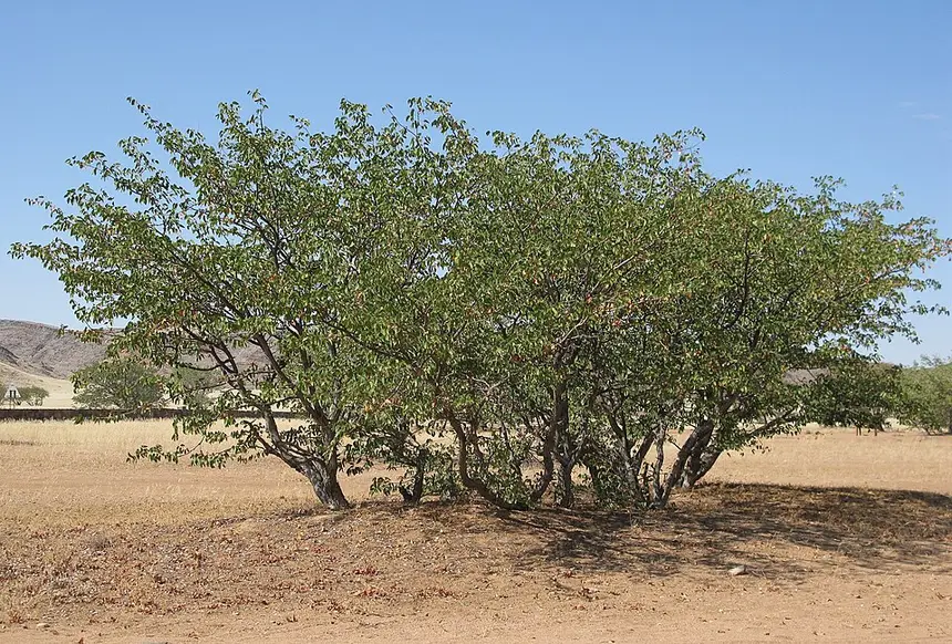 Mopane (Colophospermum mopane) in Kruger National Park