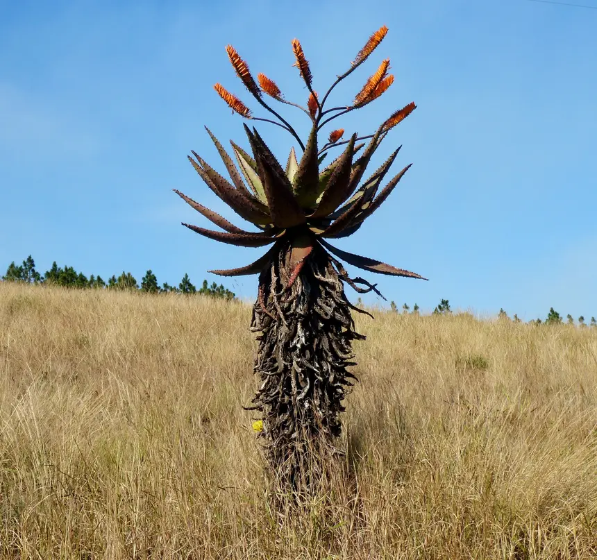 Mountain Aloe (Aloe marlothii) in Kruger National Park