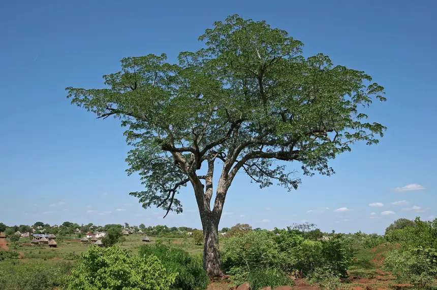 Pod Mahogany (Afzelia quanzensis) in Kruger National Park