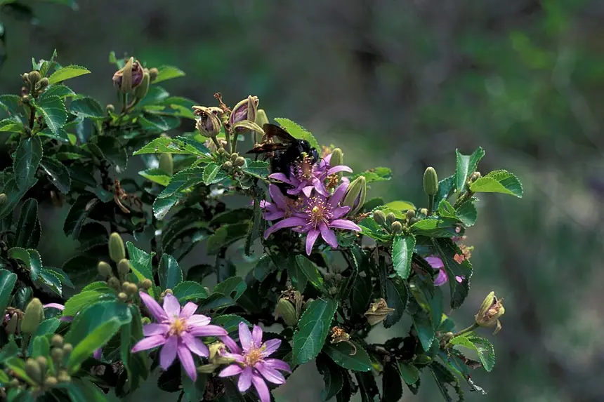 White raisin bush (Grewia bicolor) in Kruger National Park