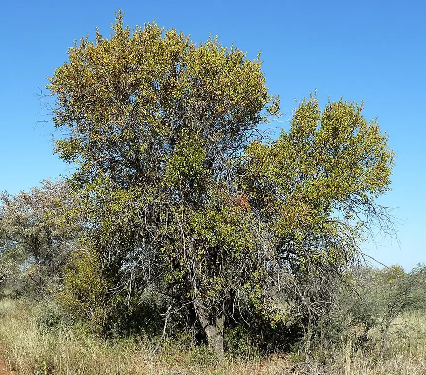 Red bushwillow (Combretum apiculatum) in Kruger National Park