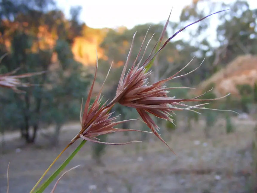 Red Grass (Themeda triandra) in Kruger National Park
