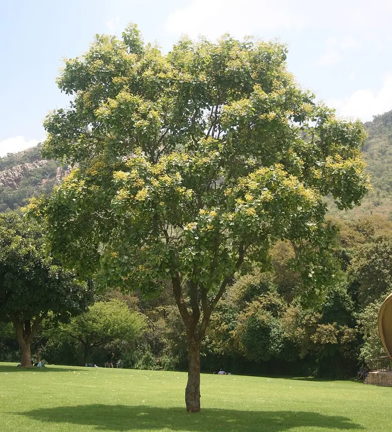Round-leaved bloodwood (Pterocarpus rotundifolius) in Kruger National Park
