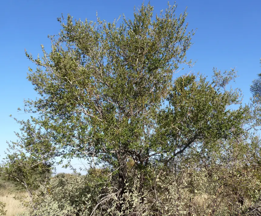 Russet Bushwillow (Combretum hereroense) in Kruger National Park