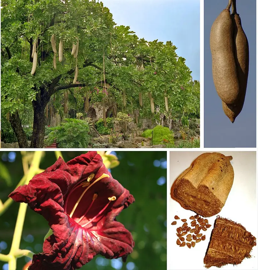 Sausage tree (Kigelia africana) in Kruger National Park
