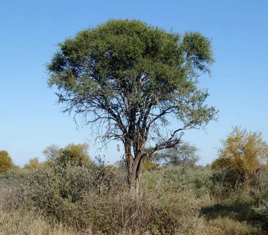 Shepherd's Tree (Boscia albitrunca) in Kruger National Park