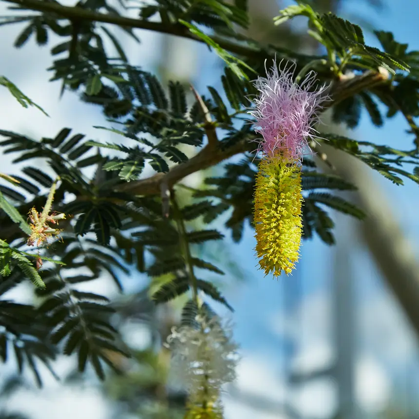Sicklebush (Dichrostachys cinerea) in Kruger National Park