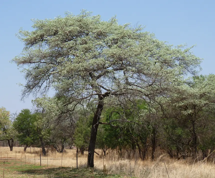 Silver Cluster-leaf (Terminalia sericea) in Kruger National Park