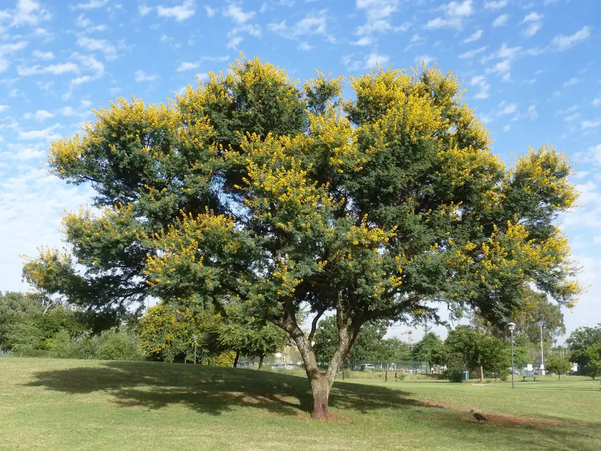 Sweet Thorn (Vachellia karroo) in Kruger National Park