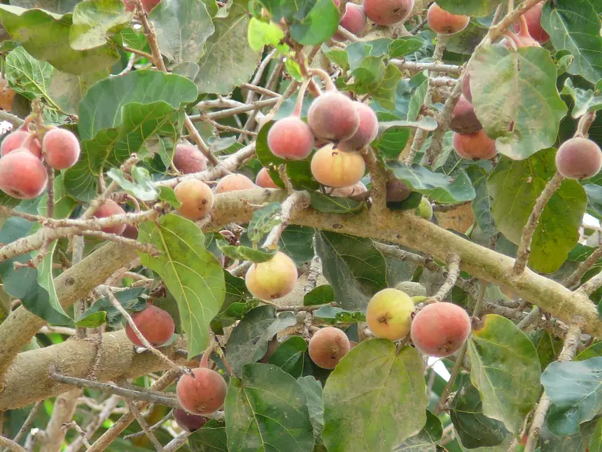 Sycamore Fig (Ficus sycomorus) in Kruger National Park