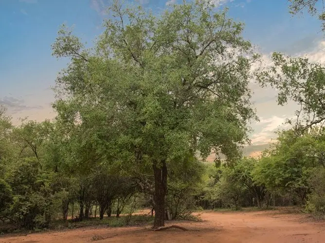 Tamboti (Spirostachys africana) in Kruger National Park