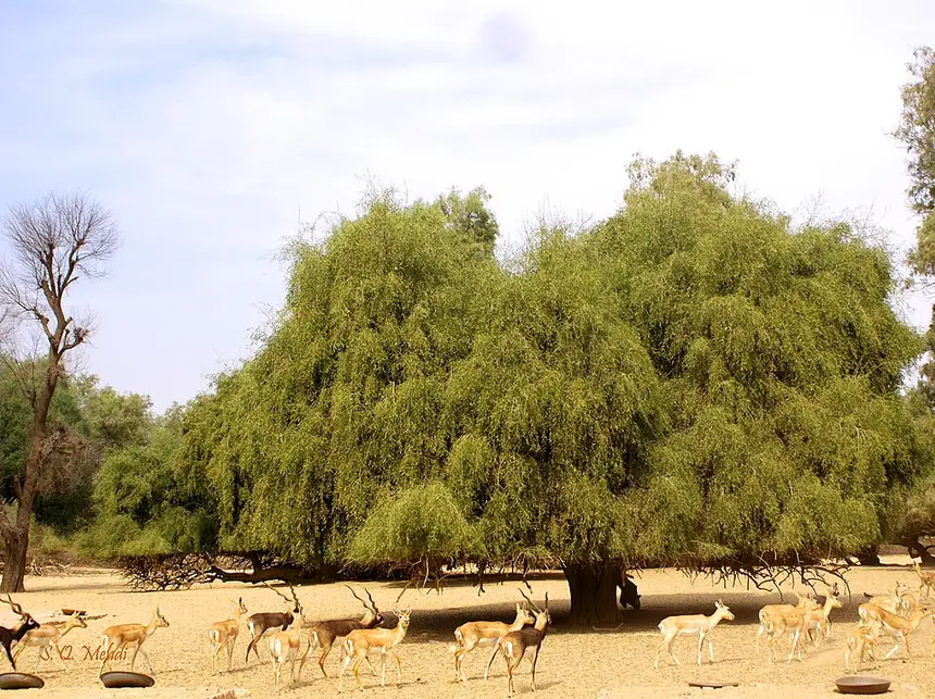 Transvaal mustard tree (Salvadora australis) in Kruger National Park