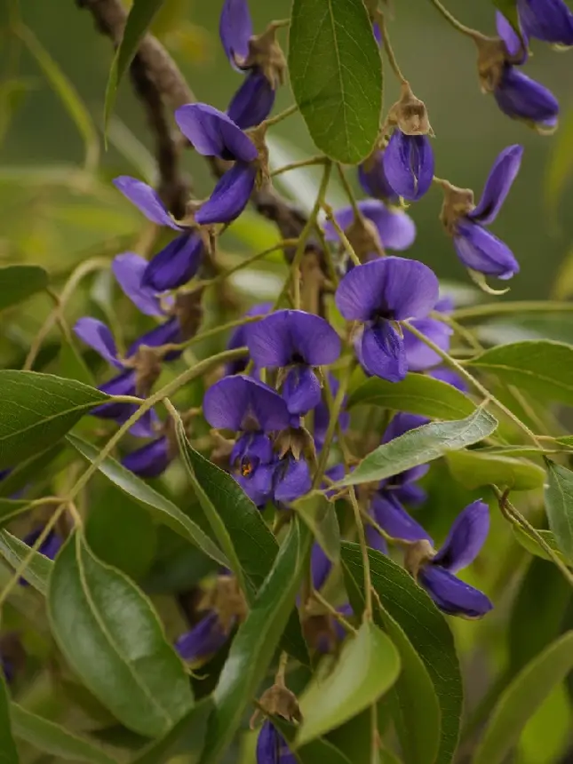 Tree Wisteria (Bolusanthus speciosus) in Kruger National Park