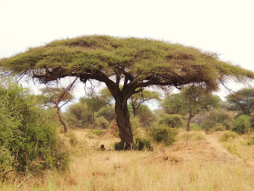 Umbrella Thorn (Vachellia tortilis) in Kruger National Park