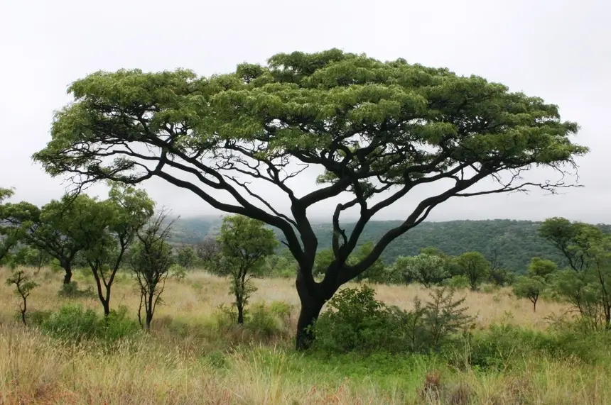 Wild Seringa (Burkea africana) in Kruger National Park